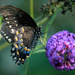 Spicebush Swallowtail by rhoing