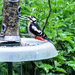 Woody Woodpecker!  by bigmxx