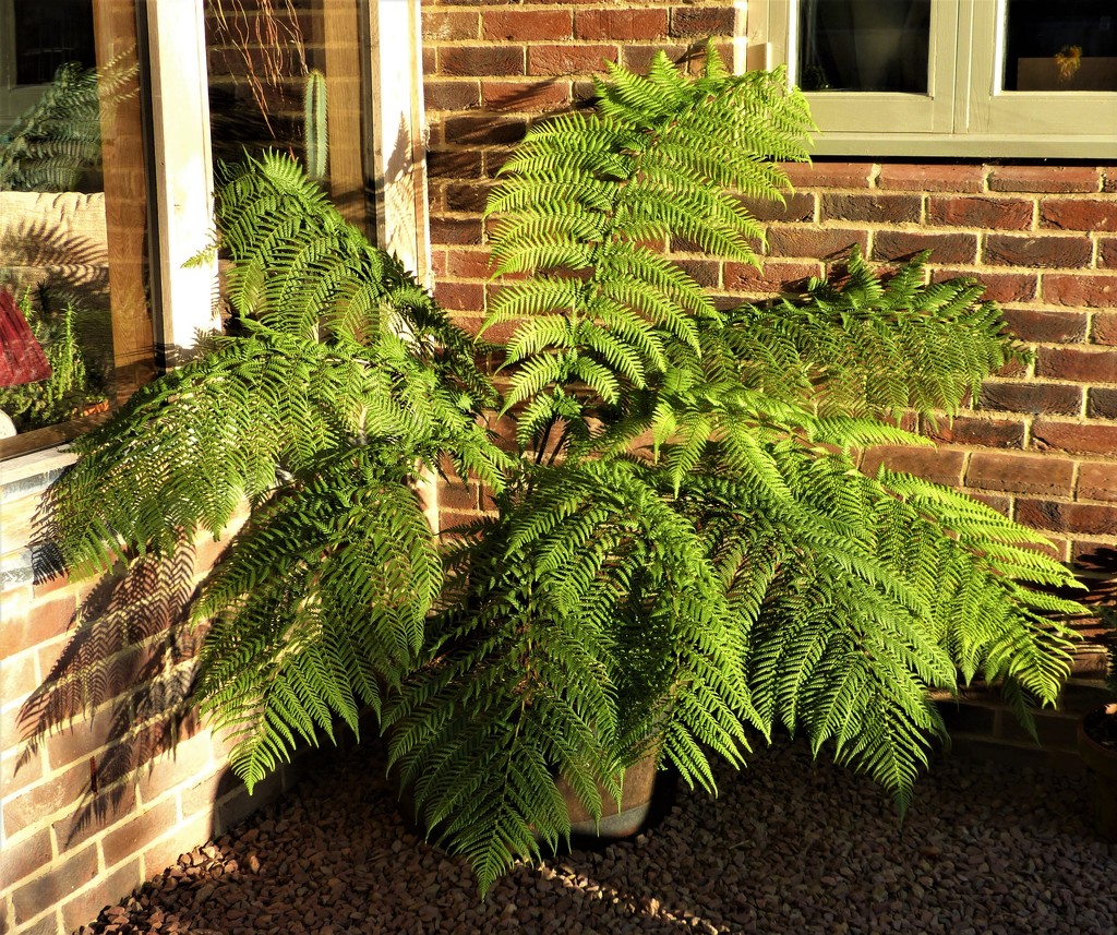  Our Magnificent Tree Fern  by susiemc