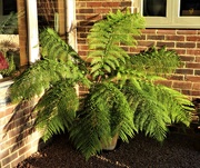 20th Sep 2019 -  Our Magnificent Tree Fern 