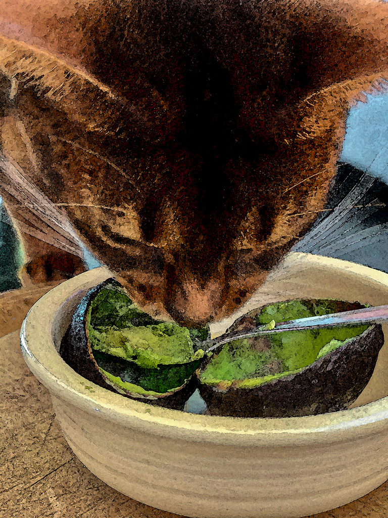  Abyssinian Avocado Appetite by berelaxed