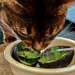  Abyssinian Avocado Appetite by berelaxed
