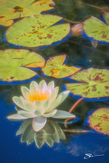 21st Sep 2019 - Water lilly 
