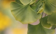23rd Sep 2019 - Ginkgo Starting The Autumn Change