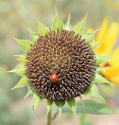 23rd Sep 2019 - Ladybug, Ladybug...