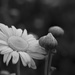 Last Daisies by lstasel