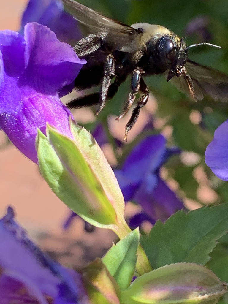 Bee  by kdrinkie