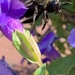 Bee  by kdrinkie