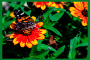 23rd Sep 2019 - Butterfly