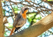 24th Sep 2019 - Cape Robin-Chat