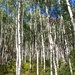 Aspen Trees by harbie