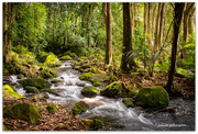 24th Sep 2019 - Mystical NZ bush ..