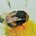 Dozy Bumble bee  by beryl