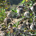 Sparrows drying off by jmdspeedy