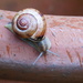 Happy snail - the rain suits some better than others! by 365anne