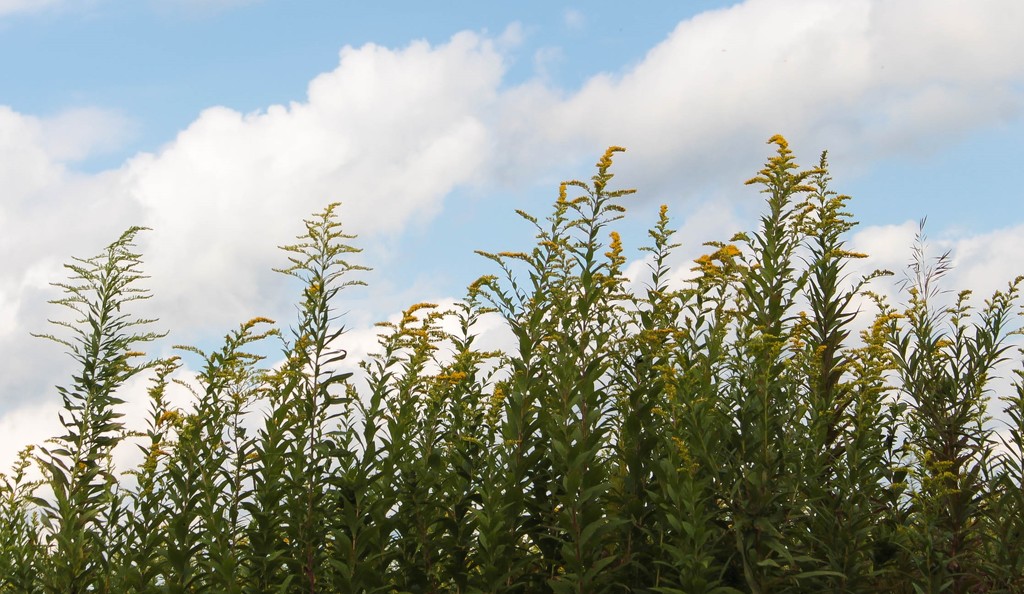 Goldenrod against the sky by mittens