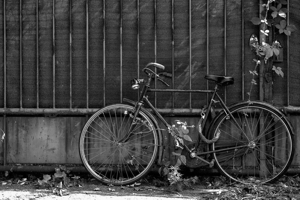 abandoned bike by caterina