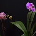 First Orchids This Season ~           by happysnaps