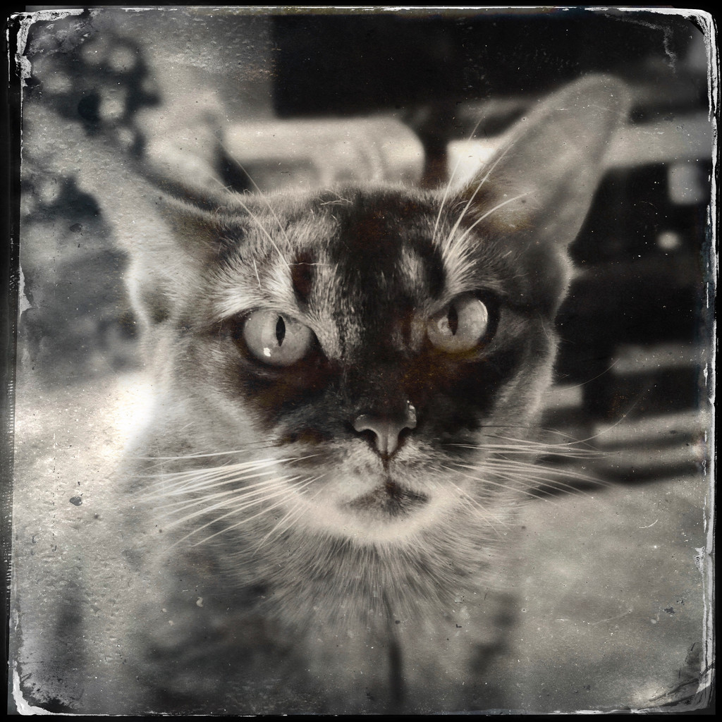 Tin type Merry by berelaxed