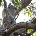 full of anticipation by koalagardens