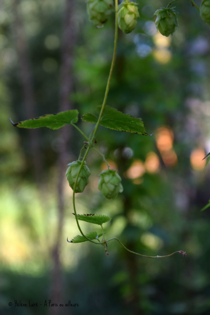 hops by parisouailleurs