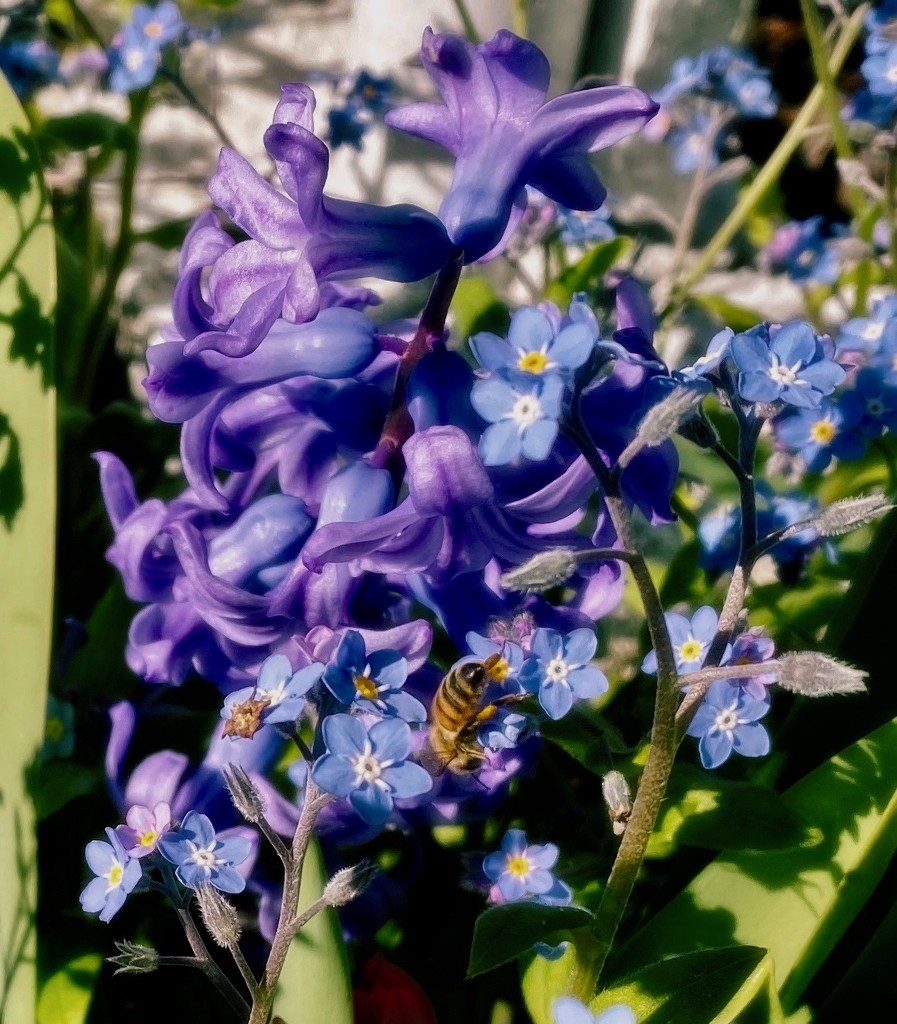 Bees and Blues by maggiemae