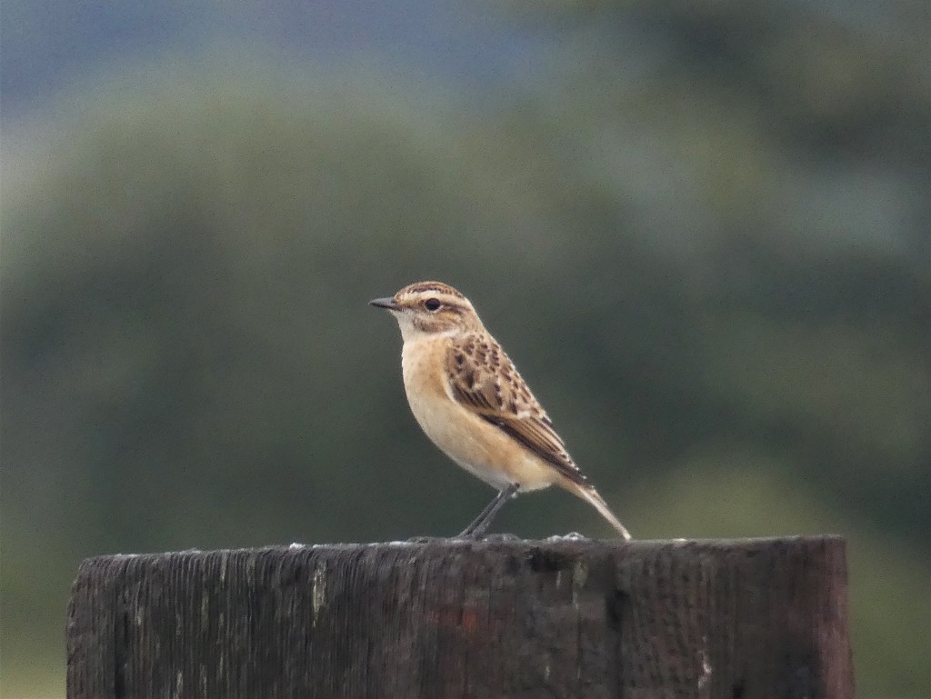 Whinchat by julienne1