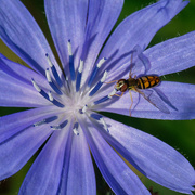 23rd Sep 2019 - chicory with bee