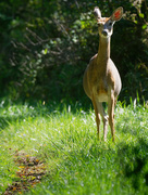 23rd Sep 2019 - whitetail deer on a path