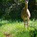 whitetail deer on a path by rminer