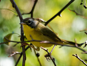 23rd Sep 2019 - Common Yellowthroat warbler