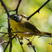 Common Yellowthroat warbler by rminer