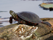 24th Sep 2019 - painted turtle 