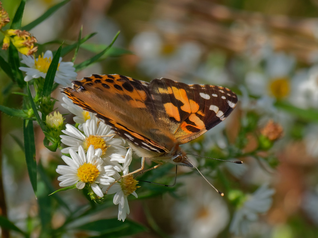 painted lady  by rminer