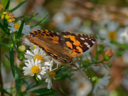 24th Sep 2019 - painted lady 