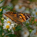 painted lady  by rminer