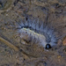 Fall Webworm Moth by rminer