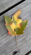 24th Sep 2019 - Multi-colored leaf