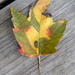 Multi-colored leaf by julie