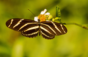 24th Sep 2019 - Zebra Longwing Butterfly!