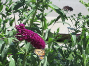 12th Sep 2019 - I'm always happy when I see a monarch