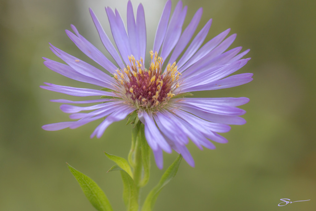 Purple Aster Revisited by skipt07