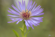 12th Sep 2019 - Purple Aster Revisited
