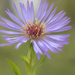 Purple Aster Revisited by skipt07