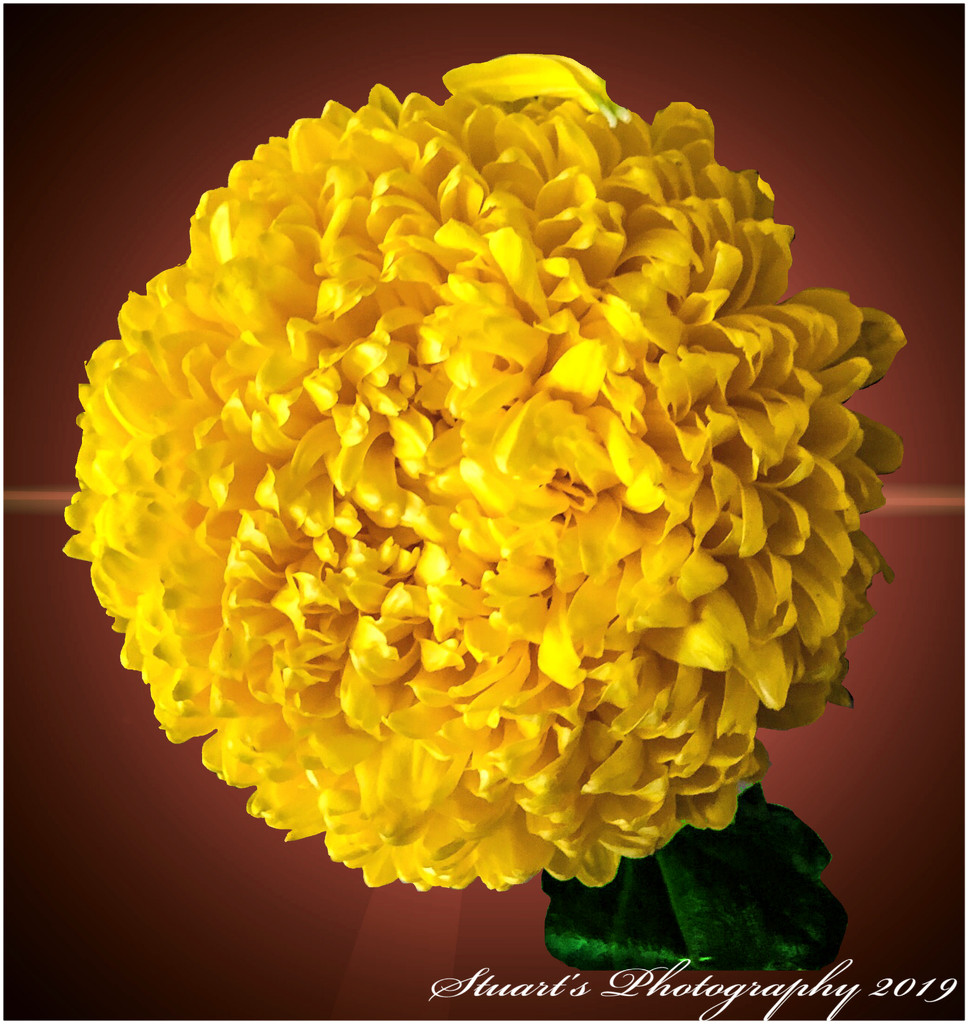 Chrysanthemum by stuart46