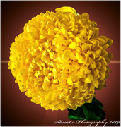 25th Sep 2019 - Chrysanthemum