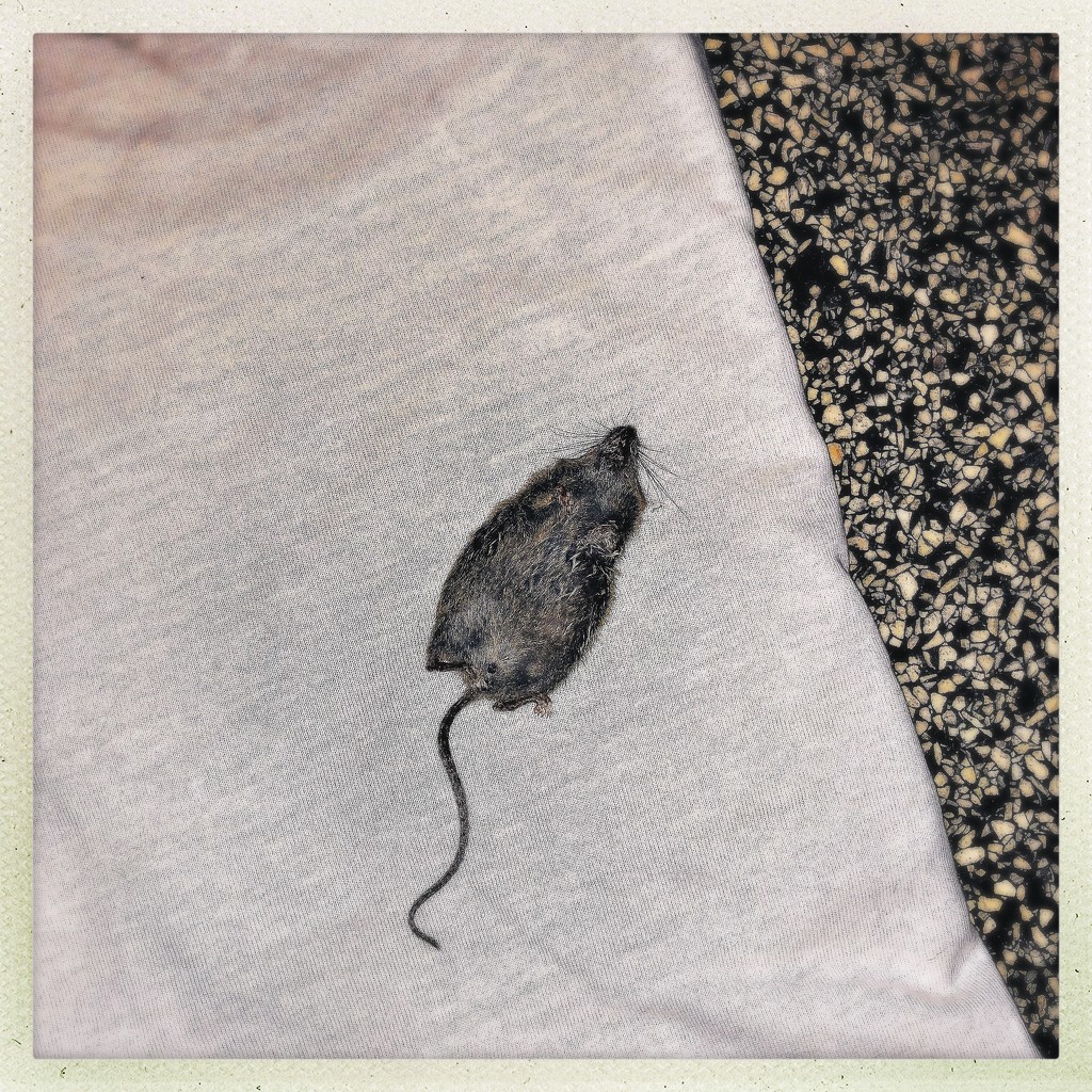 Dried mouse by mastermek