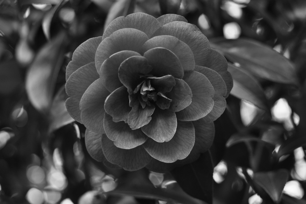 Black rose by brigette