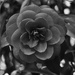 Black rose by brigette