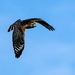 Red-tailed Hawk by photographycrazy